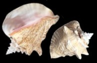 Large & Collector Shells